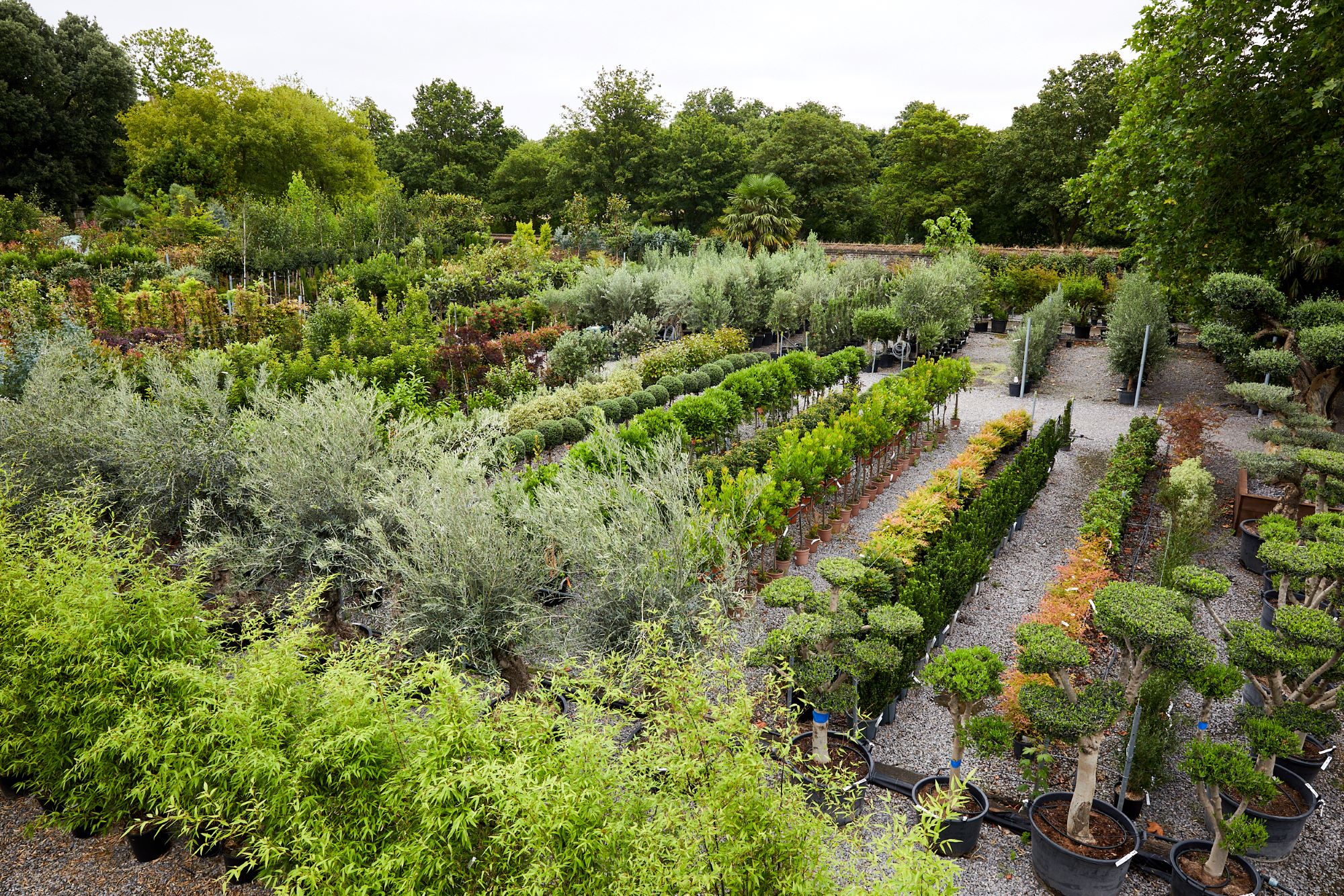 The Palm Centre nursery